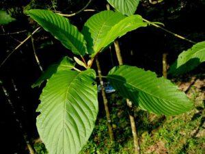 De geschiedenis en het belang van kratom